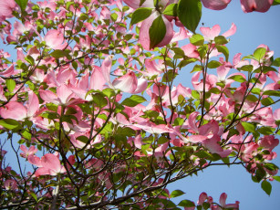 Картинка цветы кизил лепестки