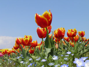 Картинка цветы разные+вместе бутоны