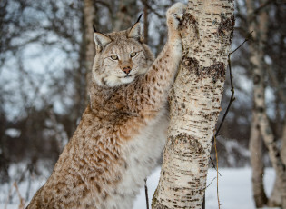 Картинка животные рыси кошка