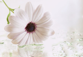 Картинка цветы диморфотеки макро