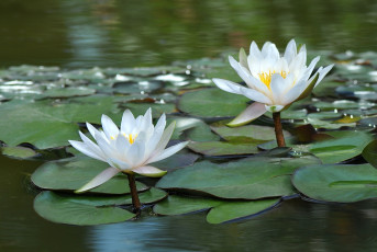 Картинка цветы лилии+водяные +нимфеи +кувшинки пара