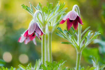 Картинка цветы анемоны +адонисы сон-трава