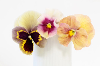 Картинка цветы анютины+глазки+ садовые+фиалки анютины глазки фиалки