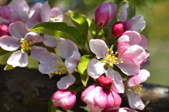 Картинка цветы цветущие+деревья+ +кустарники весна