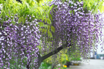 Картинка цветы глициния ветки