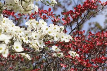 Картинка цветы кизил лепестки ветки