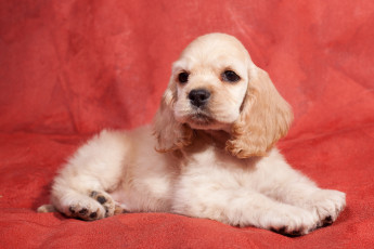 Картинка животные собаки спаниель