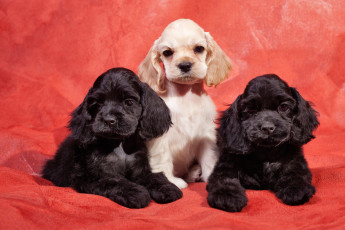 Картинка животные собаки спаниель