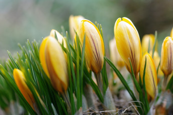 Картинка цветы крокусы бутоны