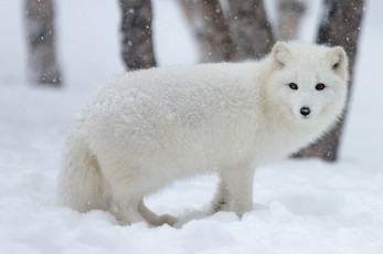Картинка животные песцы белый