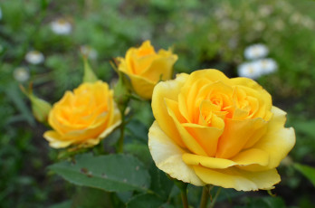 Картинка цветы розы желтый