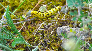 Картинка животные гусеницы камень листья растения гусеница желтая трава