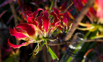 обоя цветы, глориоза, пламя