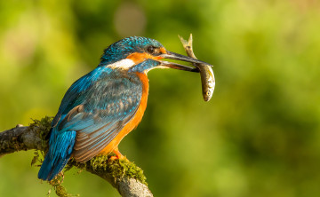 Картинка животные зимородки улов