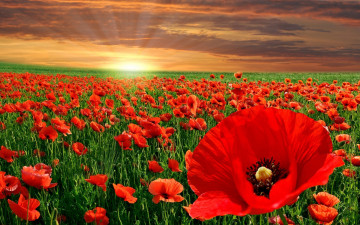 Картинка цветы маки закат поле