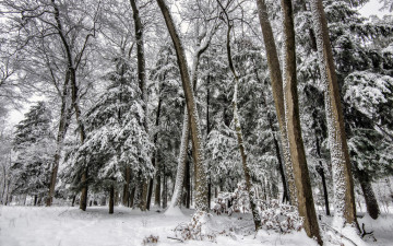 Картинка природа лес деревья смнег