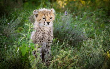 Картинка животные гепарды малыш
