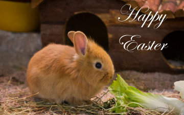 Картинка животные кролики +зайцы кроха