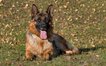 Картинка животные собаки взгляд dog german shepherd