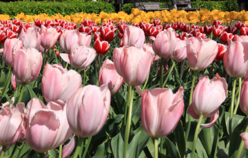 Картинка цветы тюльпаны бутоны