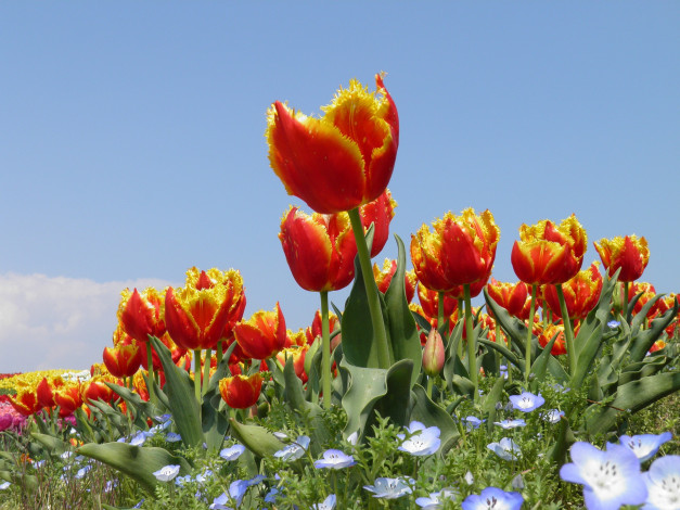 Обои картинки фото цветы, разные вместе, бутоны