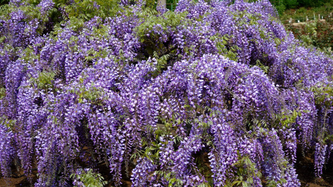 Обои картинки фото цветы, глициния, ветки