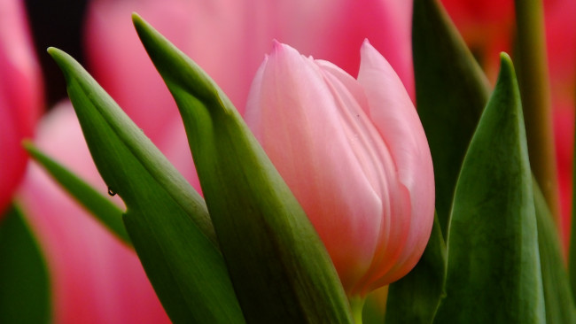 Обои картинки фото цветы, тюльпаны, розовый