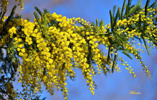 Обои картинки фото цветы, мимоза, желтый