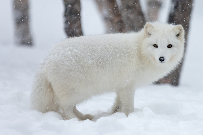 Обои картинки фото животные, песцы, белый
