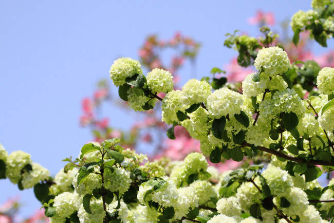 Обои картинки фото цветы, цветущие деревья ,  кустарники, бутоны, ветка