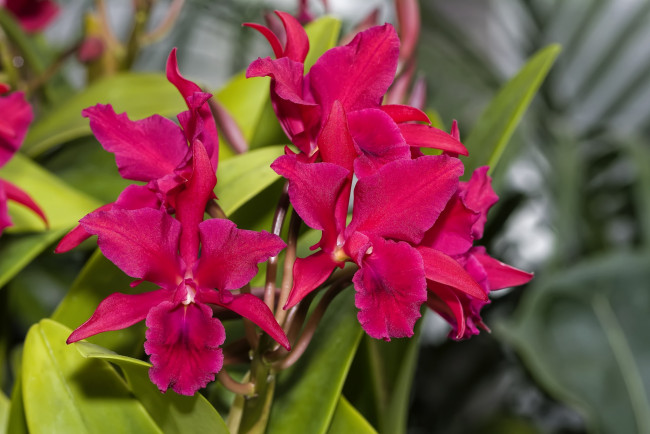 Обои картинки фото цветы, орхидеи, экзотика