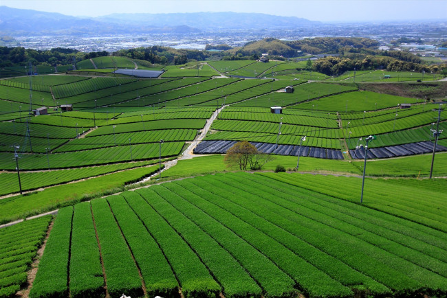 Обои картинки фото природа, поля, лето