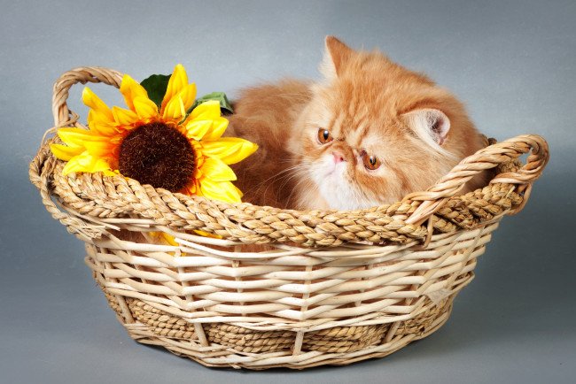 Обои картинки фото животные, коты, корзина, подсолнухи