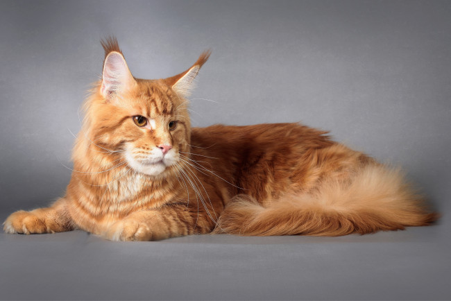 Обои картинки фото животные, коты, мейн-кун, рыжий