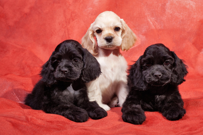 Обои картинки фото животные, собаки, спаниель