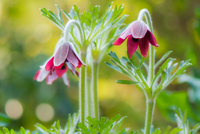Обои картинки фото цветы, анемоны,  адонисы, сон-трава
