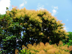 Картинка природа деревья пушистики