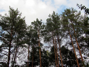 Картинка природа деревья сосны