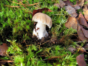 Картинка природа грибы боровик