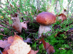 Картинка природа грибы боровик