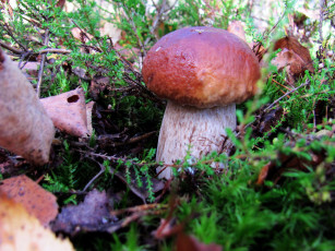 Картинка природа грибы боровик