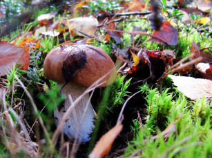 Картинка природа грибы боровик