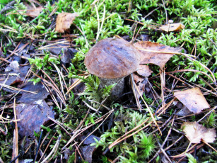 Картинка природа грибы подберезовик