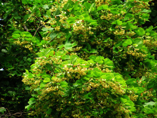 Картинка природа листья липа