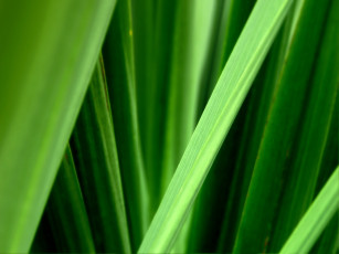 Картинка природа макро трава зелень травинки