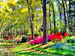 Картинка природа парк водоем мостик цветение