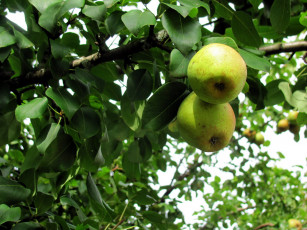 Картинка природа плоды груши