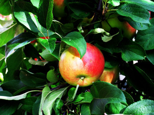 Картинка природа плоды яблоко