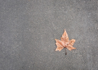 Картинка природа листья дорога лист фон