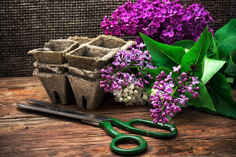 Картинка цветы сирень ножницы